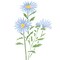 Aster Flower Wall Stencil | 2029 by Designer Stencils | Reusable|